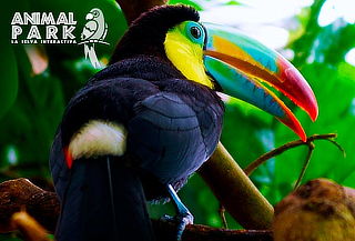 Entrada general para niño o adulto al Animal Park 2019