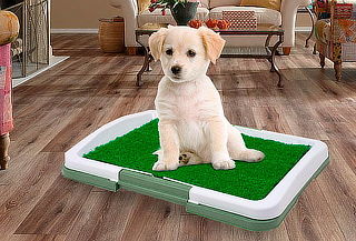 Baño ecológico para mascotas