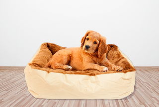 ¡Comodidad para tu mascota! Cama + Cojín para Mascota