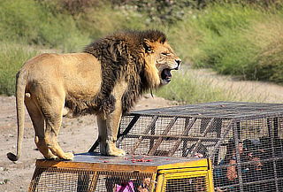 Tour Full Day Parque Safari: Traslados + Entrada + Safari