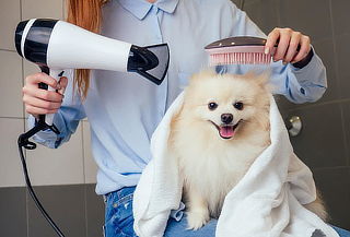 !Spa Mascotas! Corte + Baño+ Limpieza de Oídos y mas