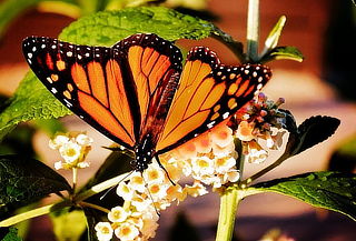 Conoce A La Mariposa Monarca Valle De Bravo Y Cuponatic