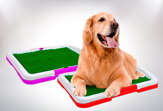 Baño de Entrenamiento para Mascotas Baño de Entrenamiento para Mascotas