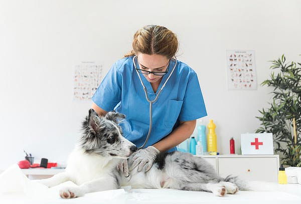 Vacunación para perros, Providencia