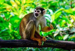 Visita a Museo Centro de Primates  + Alimento para Monos