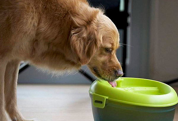 Fuentes de agua para gatos: que tu mascota esté siempre hidratada