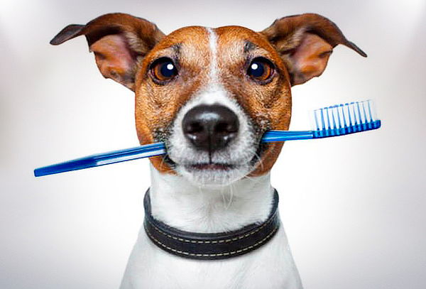 Limpieza Dental Para Perros y Gatos con Revisión y Regalo
