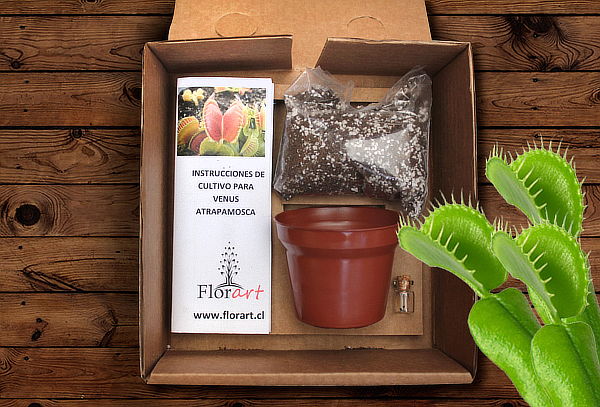 Kit Cultivo Planta Carnivora: Semillas + Sustrato y Más!