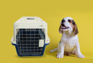 Caja Transportadora de animales:  Para Mascotas