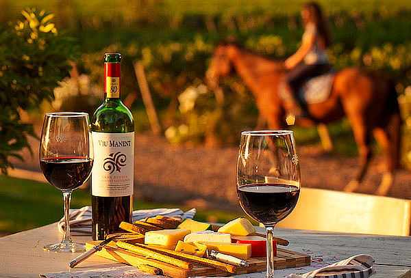 Valle de Colchagua con Cata de Vinos! Wine Master Experience