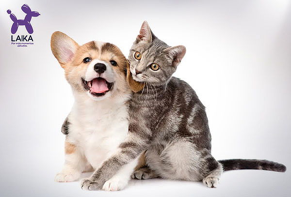La mejor Membresía para tu Mascota con LAIKA