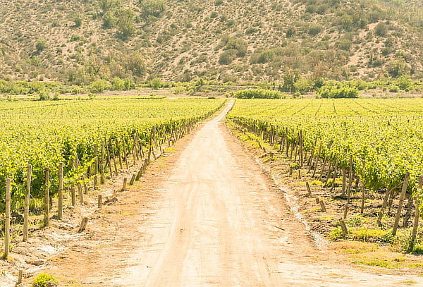 Wine tour Mediterraneo para 2 personas en Viña Terramater