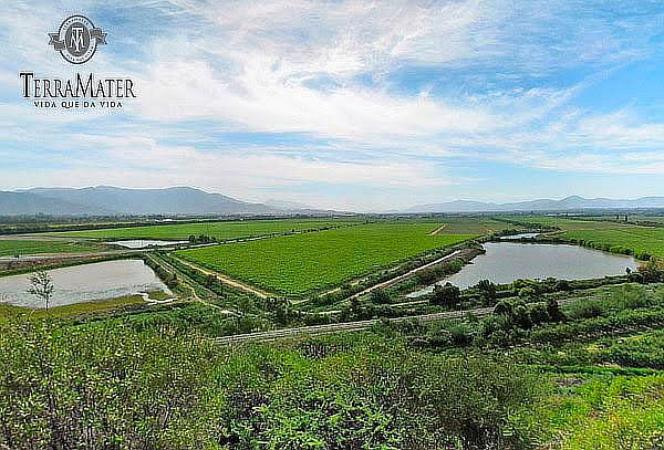 Wine tour Mediterraneo para 2 personas en Viña Terramater