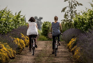 Tour Bicicleta  viña Cono Sur en Chimbarongo