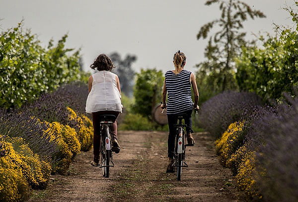 Tour Bicicleta  viña Cono Sur en Chimbarongo