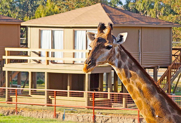 Alojamiento para 4 personas en Safari Lodge