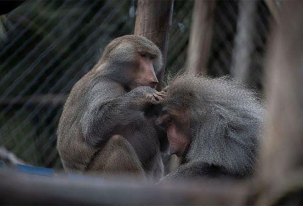 Visita a Museo Centro de Primates  + Alimento para Monos