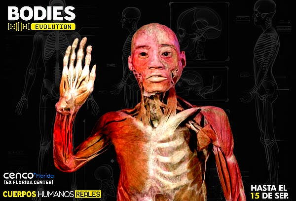 BODIES EVOLUTION - Cuerpos Humanos Reales