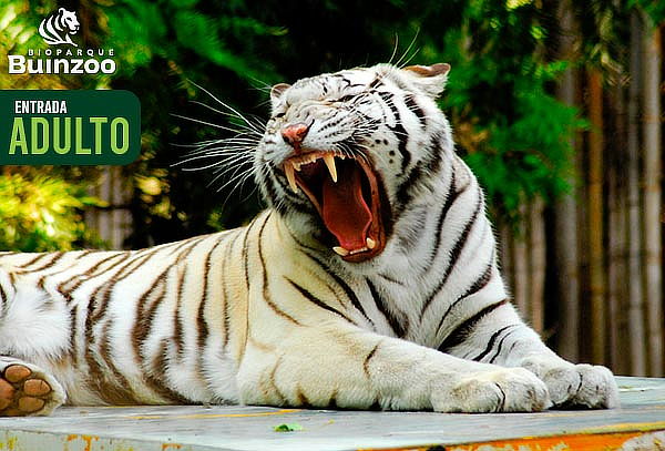 Entrada para Bioparque Buinzoo para Adulto: Martes a Viernes