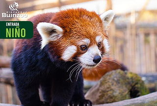 Entrada Bioparque Buinzoo para Niño Sábado, Domingo 