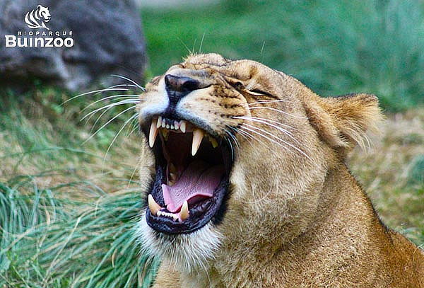 Entrada para Bioparque Buinzoo para Adulto Sábado, Domingo