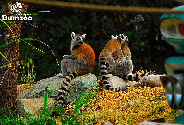 Entrada para Bioparque Buinzoo para Adulto Sábado, Domingo