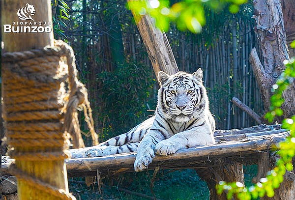 Entrada para Bioparque Buinzoo para Adulto Sábado, Domingo