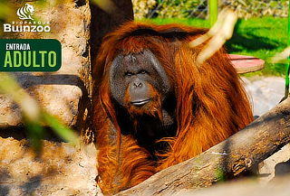 Entrada para Bioparque Buinzoo para Adulto Sábado, Domingo