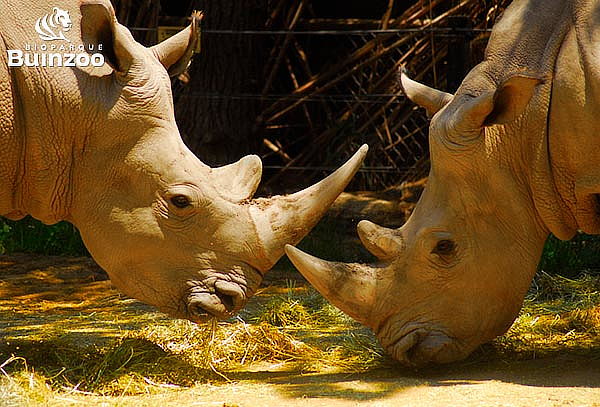 Entrada para Bioparque Buinzoo para Adulto Sábado, Domingo