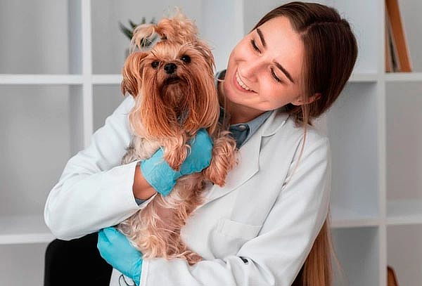 Curso Online de Auxiliar en Apoyo Veterinario