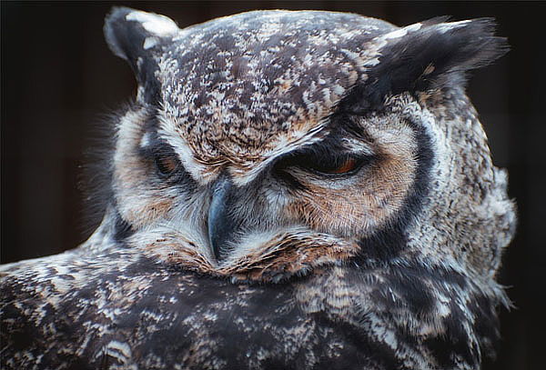 Tour guiado para 1 persona con animales en Huellitas