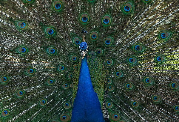 Tour guiado para 1 persona con animales en Huellitas