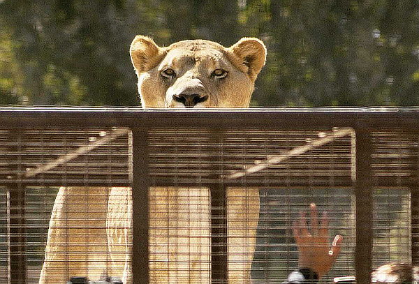 Entrada General + Safari Felinos de Martes a Domingo