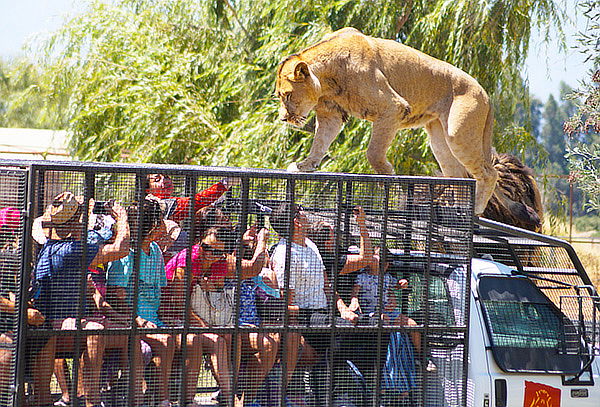 Entrada General + Safari Felinos + Safari Herbívoros 