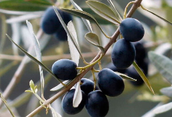 Aceite de Oliva Extravirgen en Valle del oliva,  Recoleta