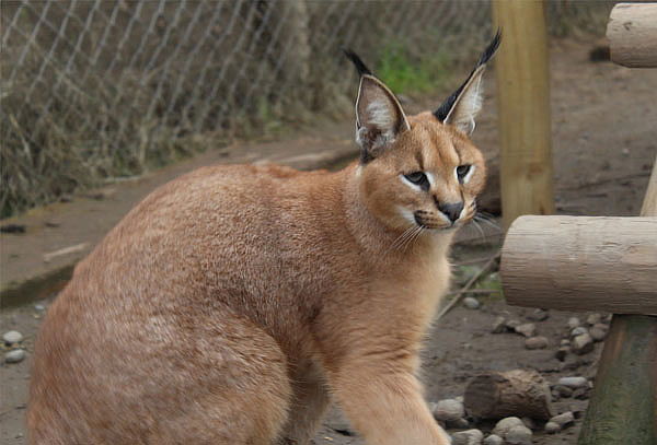 Tour guiado para 1 persona con animales en Huellitas