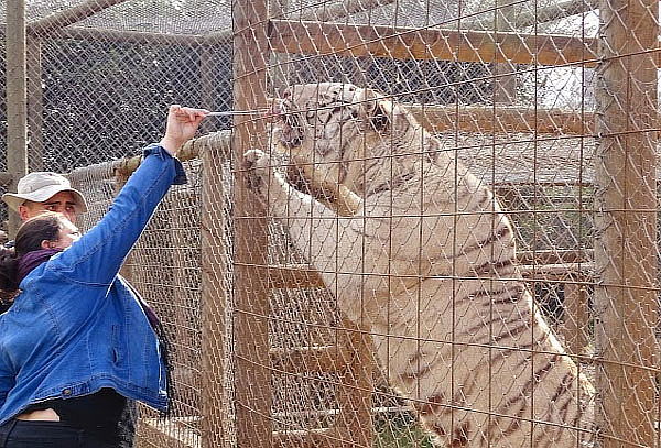 Tour guiado para 1 persona con animales en Huellitas