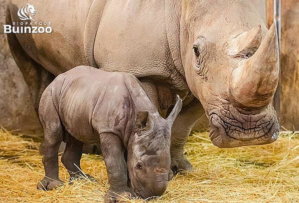 Entrada Bioparque Buinzoo para Niño Martes a Viernes