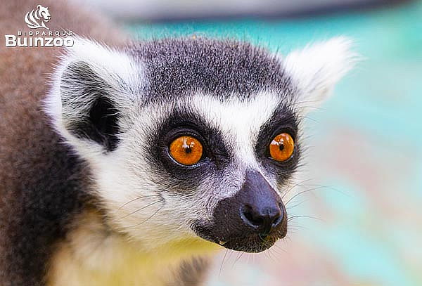 Entrada Bioparque Buinzoo para Niño Martes a Viernes