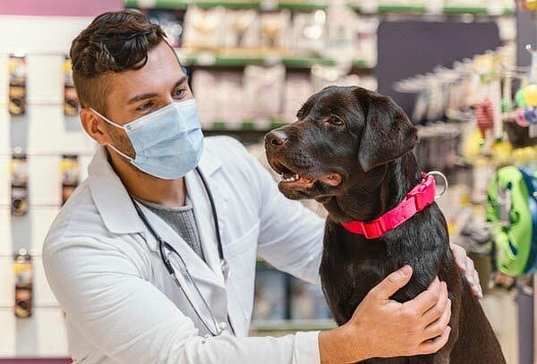 Consulta Veterinaria + 1 Vacuna +desparasitación 