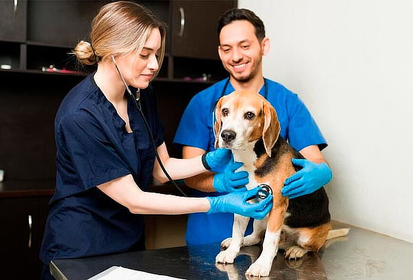 Pack exámenes prequirúrgicos para perro o gato