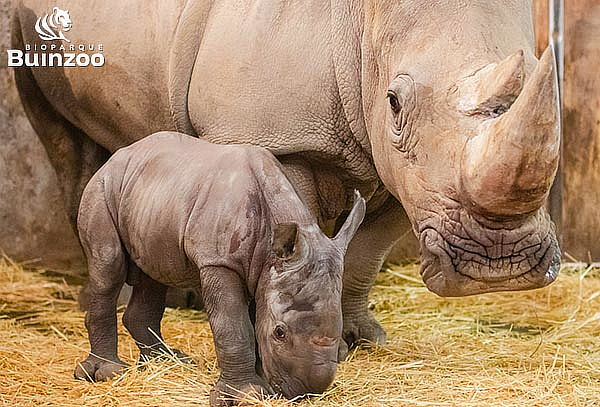 Entrada para Bioparque Buinzoo para Adulto: Martes a Viernes