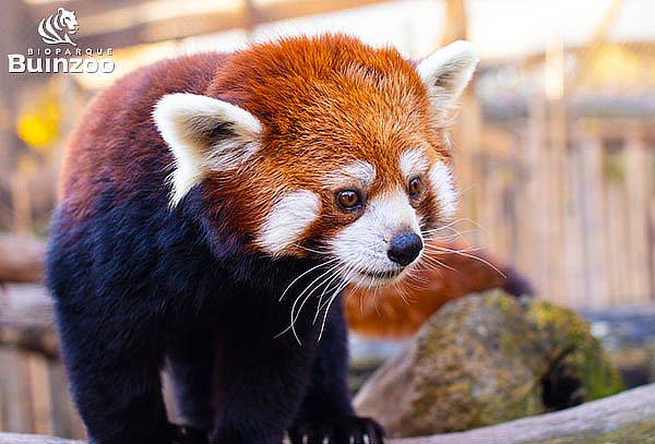 Entrada para Bioparque Buinzoo para Adulto: Martes a Viernes