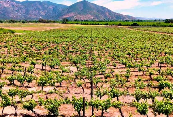  Tours Viña Tres Palacios , Degustación o Opción Almuerzo 