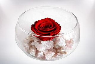 Rosa Roja Preservada en Pecera