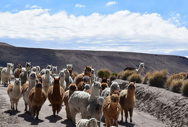 Full Day Arica - Parque Nacional Lauca - Lago Chungara