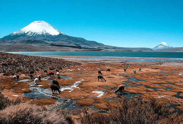 Full Day Arica - Parque Nacional Lauca - Lago Chungara