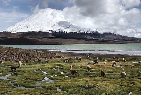 Full Day Arica - Parque Nacional Lauca - Lago Chungara