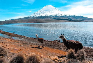 Full Day Arica - Parque Nacional Lauca - Lago Chungara