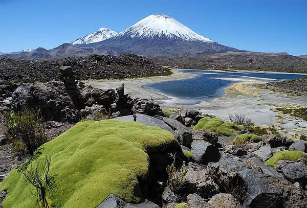 Full Day Arica - Parque Nacional Lauca - Lago Chungara